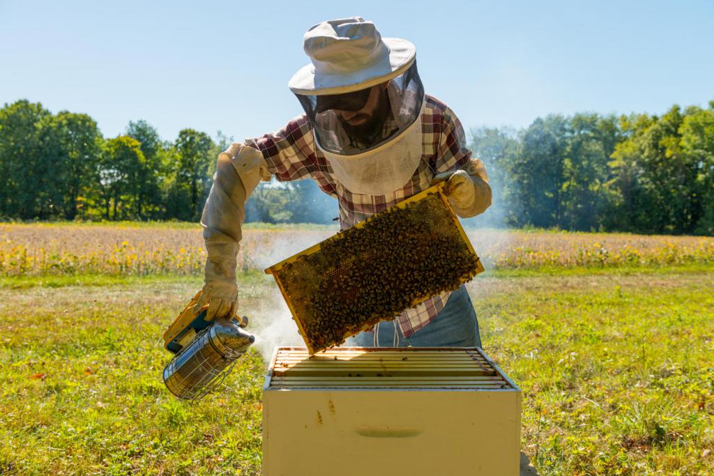 пасечник собирает мед