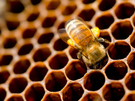пчела на сотах