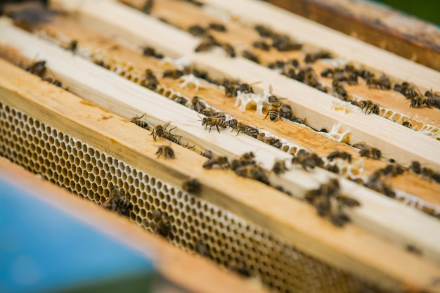 гребни с медом и пчелами