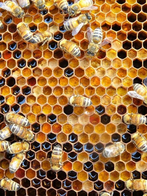 пчелиные соты и пчелы