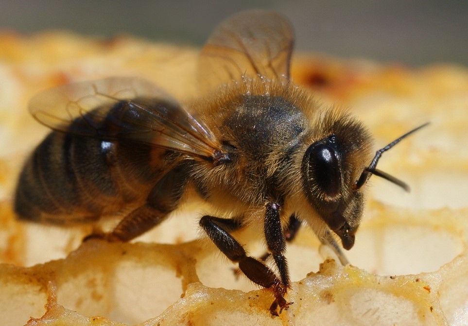 пчела на сотах